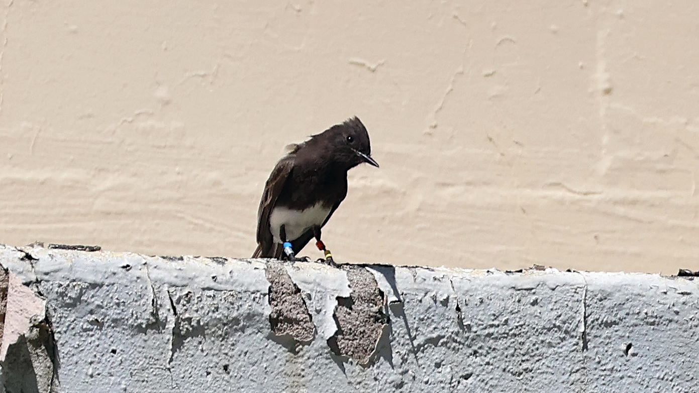 A black phoebe perches on a gray concrete wall with chipping paint. He has been banded by UC Davis researchers as part of their Project Phoebe. (Lee Howell / UC Davis)