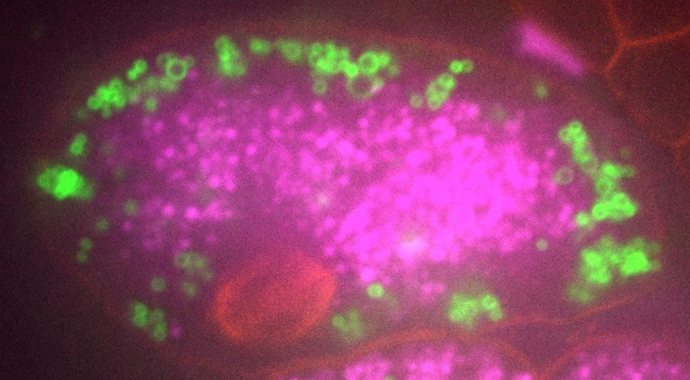 In center, a mass of purple dots. Around sides, green spots, at bottom a red striped oval. 