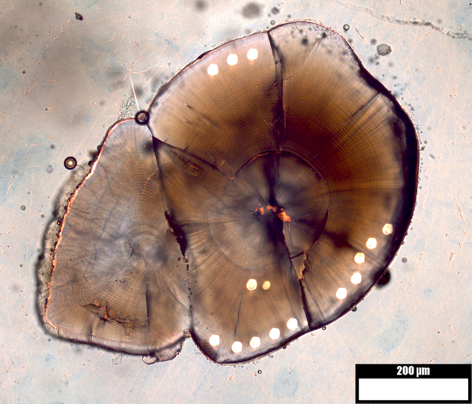 Photomicrograph of salmon otoliths or ear bones with radial bands resembling tree rings; 200 µm scale