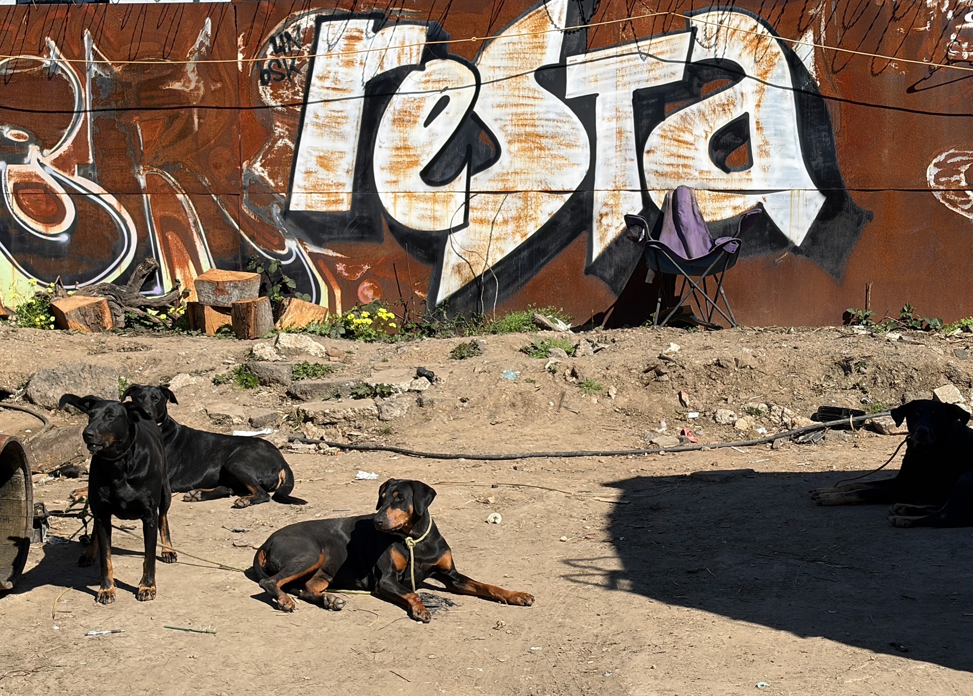 Three black and brown dogs resting on dirt before a rusted metal wall with large white graffiti. These three doberman pinscher dogs were in a homeless encampment in Oakland, where UC Davis researchers are vaccinating dogs for leptospirosis. (UC Davis)