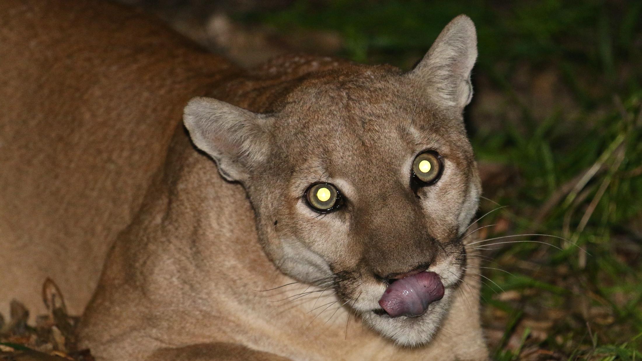 Mountain lion P41 close up with light reflecting as glare in eyes