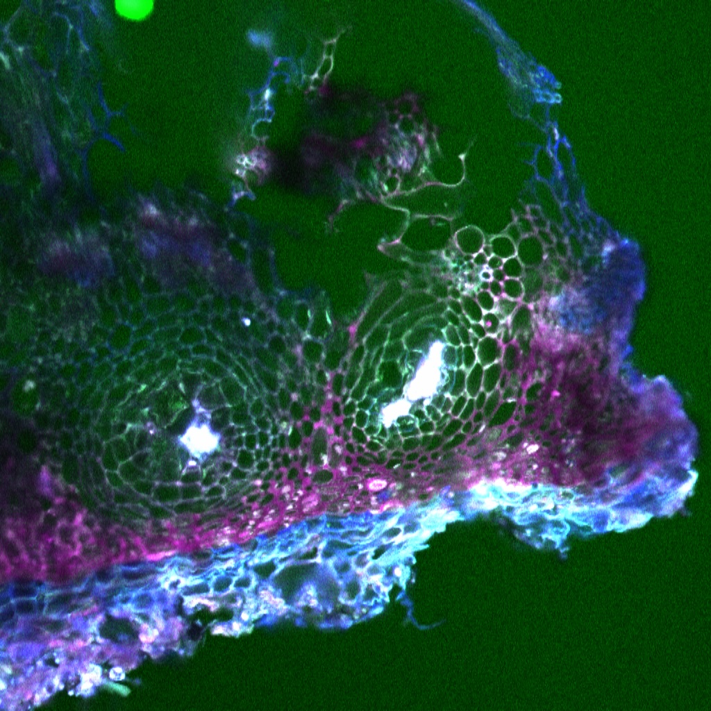 microscopic image of a pistachio hull shown in bright greens, blues and purples