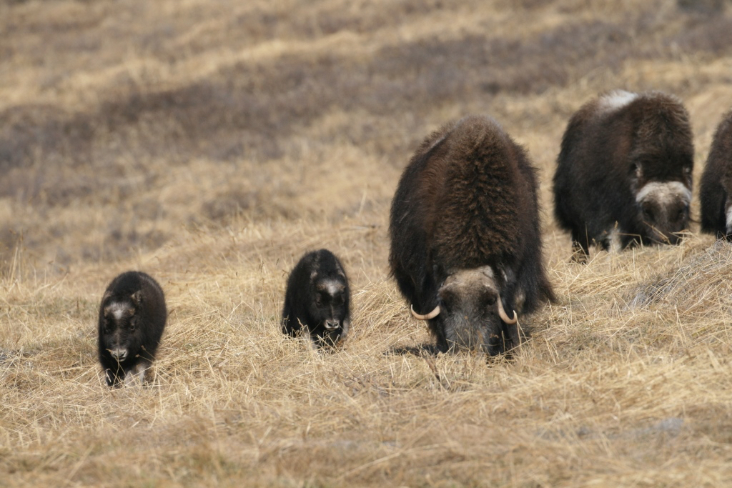 Five brown muskoxen graze the straw-colored tundra in Greenland