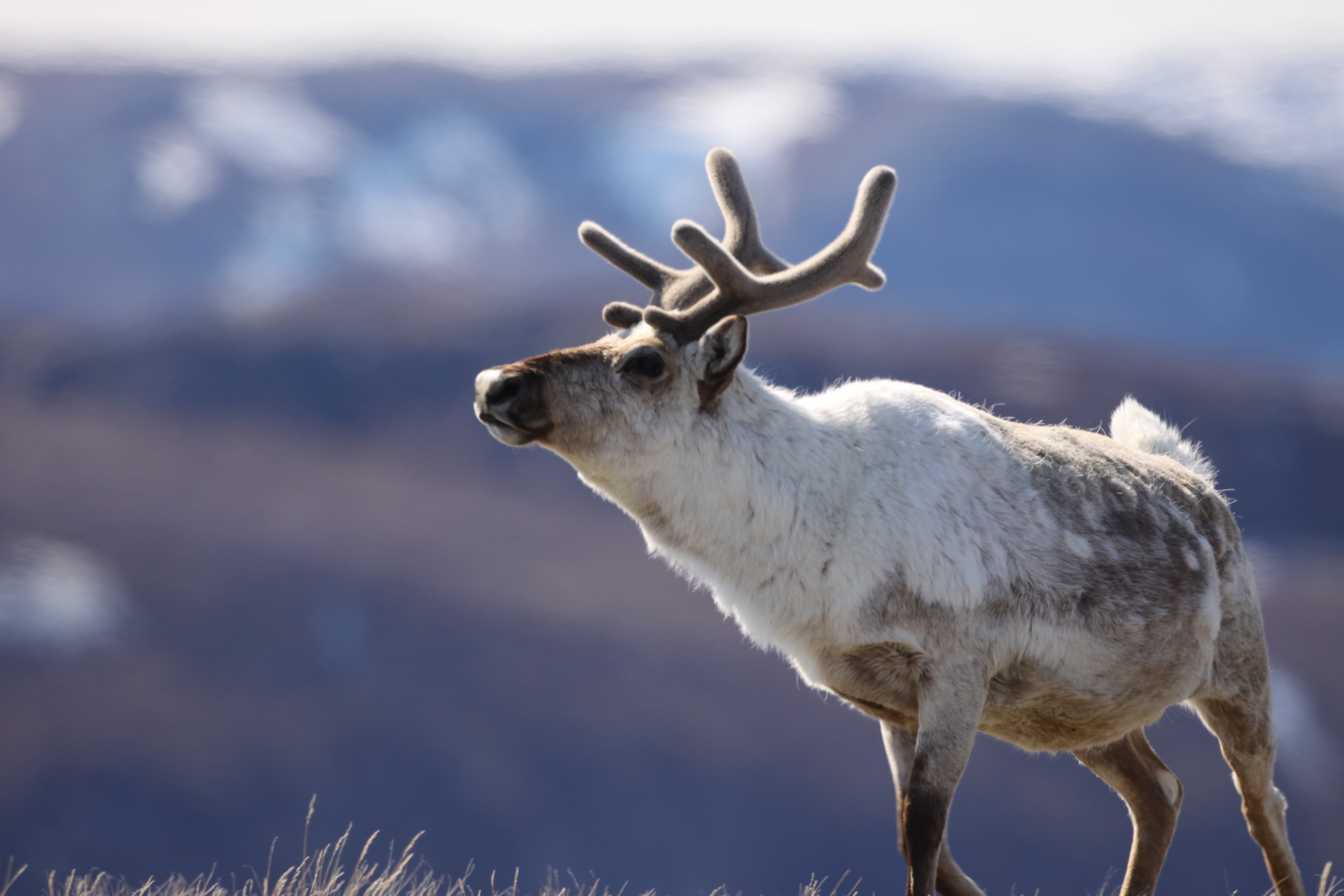 A caribou with antlers in Greenland amid a purplish-blue Arctic backdrop