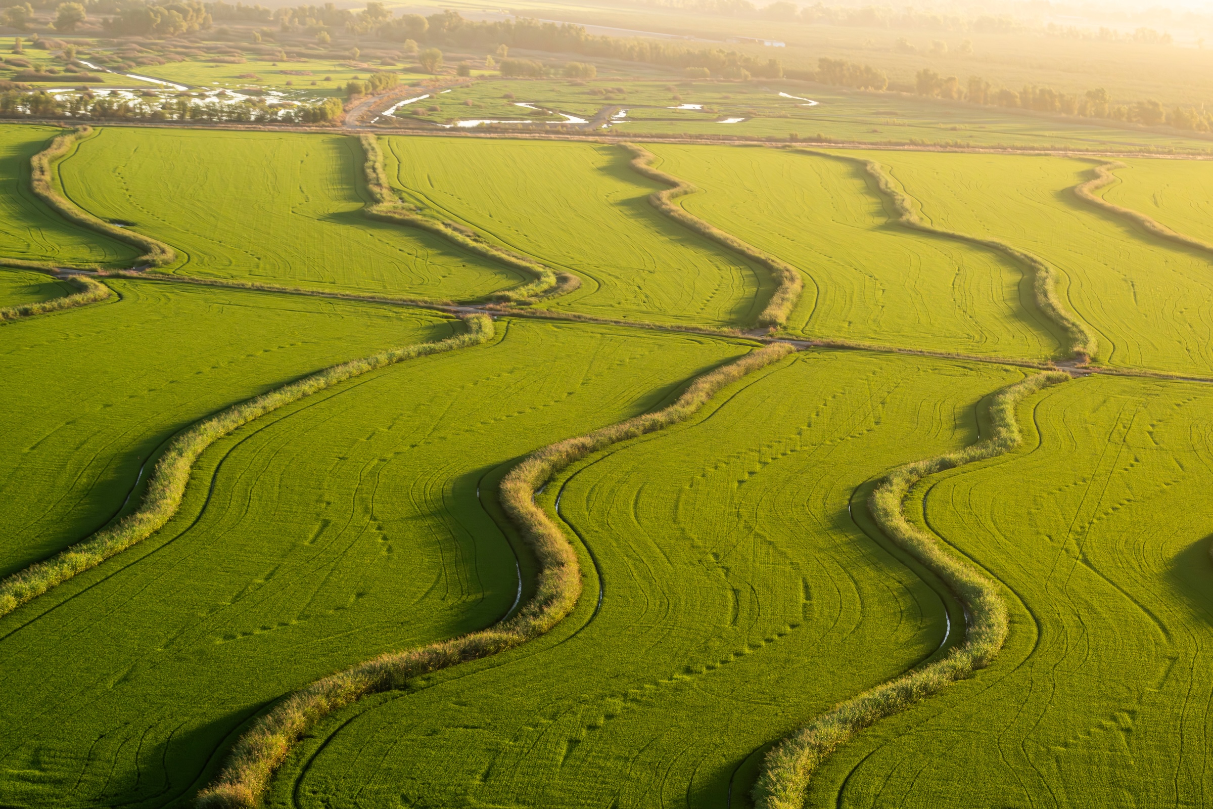 Aerial view of green rice fields in California