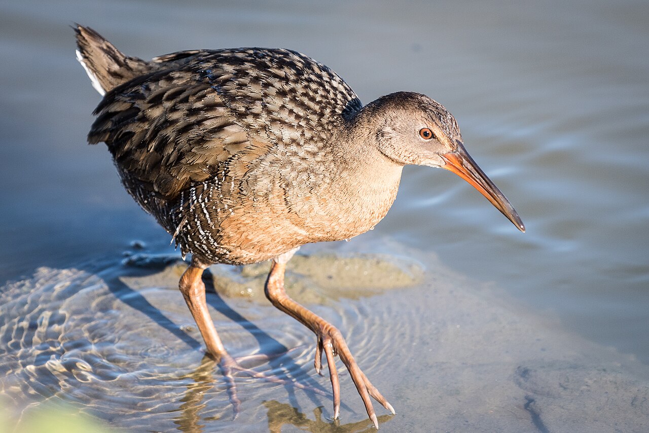 Brown mottled marsh bird wading in shallow water with long curved bill