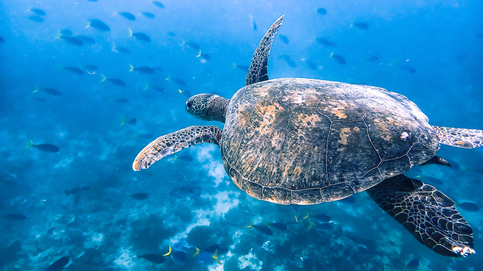 Sea animal swimming in ocean.