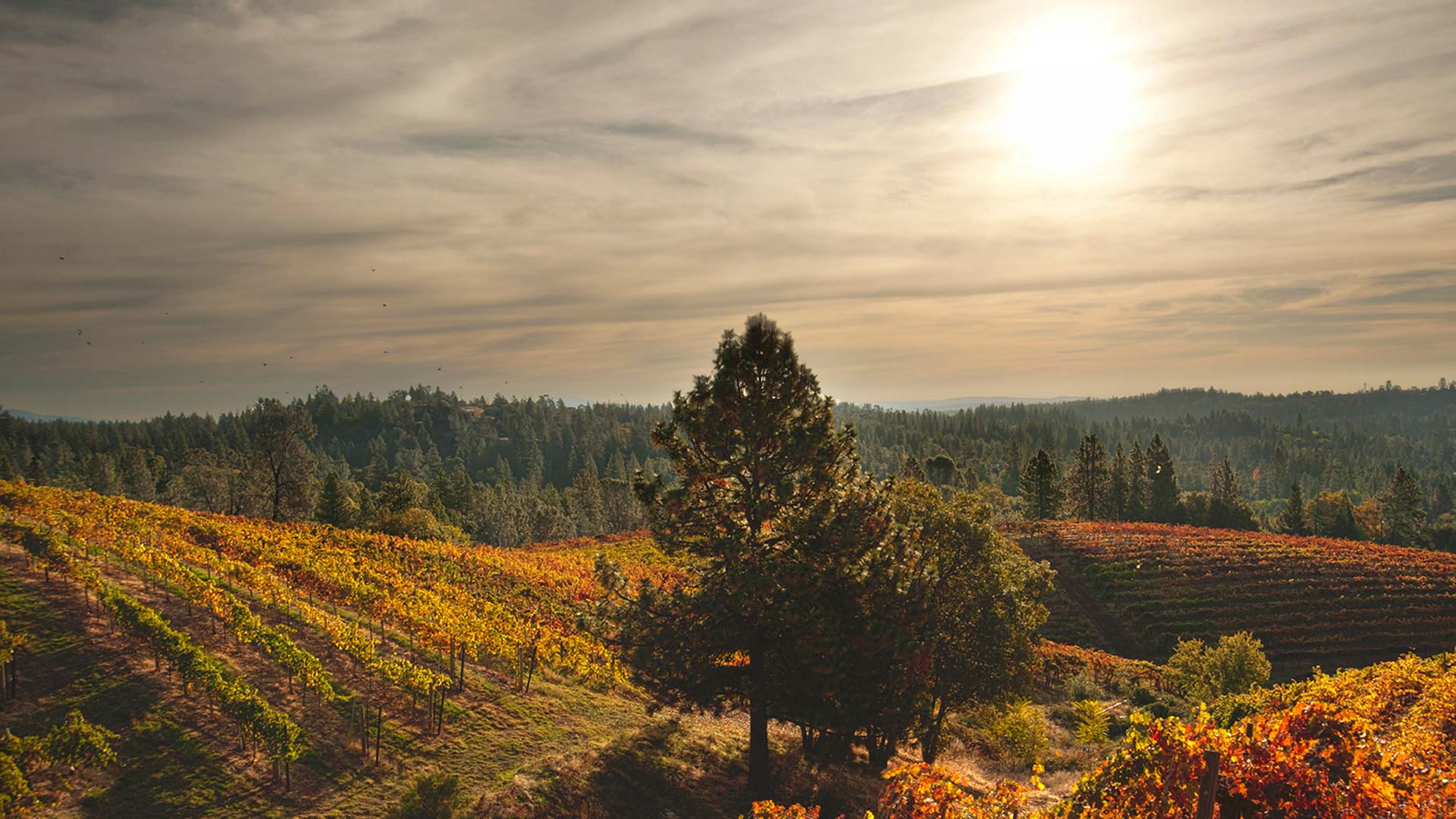 Panoramic photo of a hilly vineyard in autumn, with the sun shining through clouds and pine forests surrounding the vines.