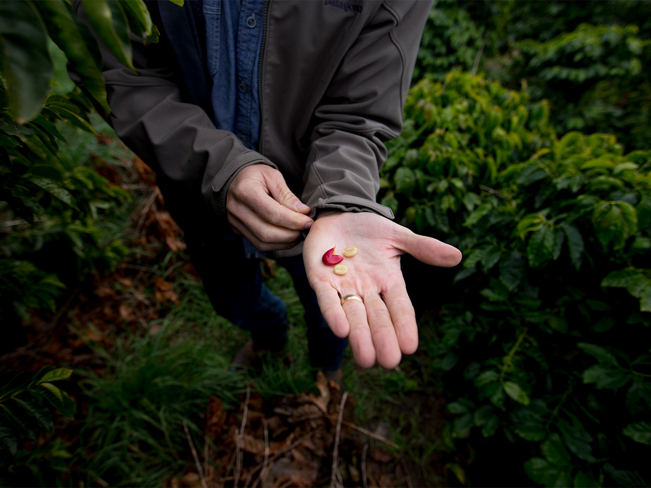 A man stands in the lush greenery of his coffee farm with hand outstretched, holding two yellowish coffee beans beside its ruptured red husk.