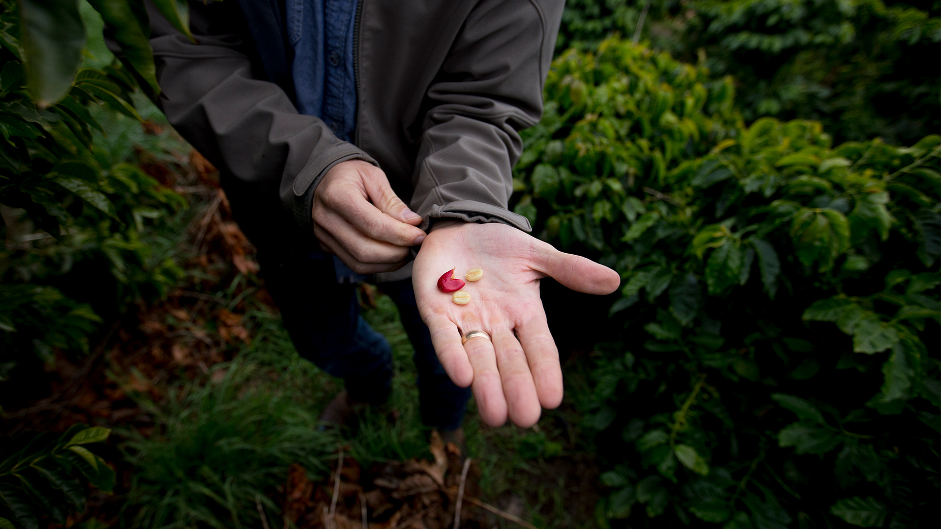 A man stands in the lush greenery of his coffee farm with hand outstretched, holding two yellowish coffee beans beside its ruptured red husk.