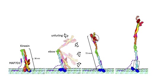 Graphic sequence of a person leaping from a platform and diving into water