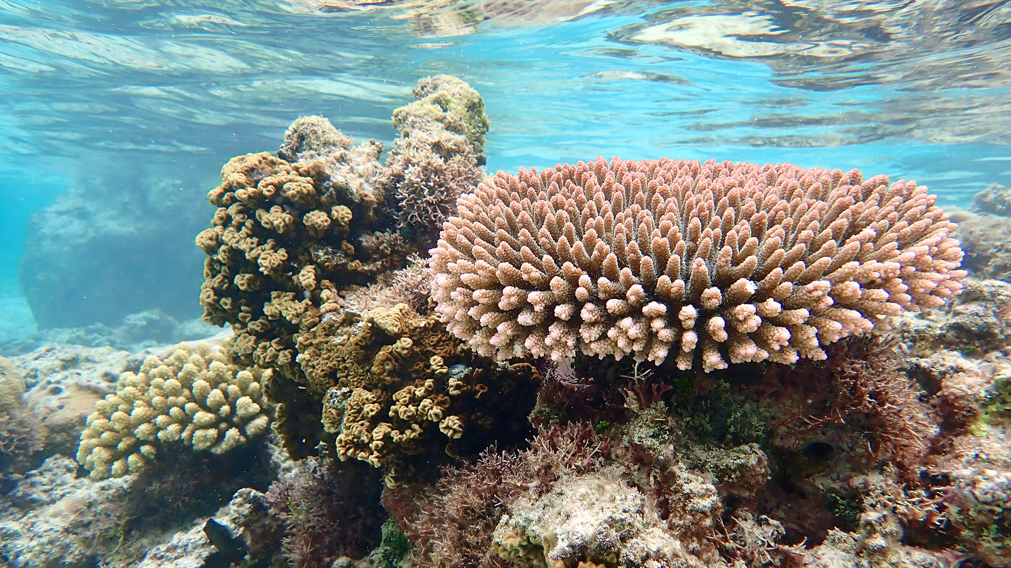 coral photographed underwater