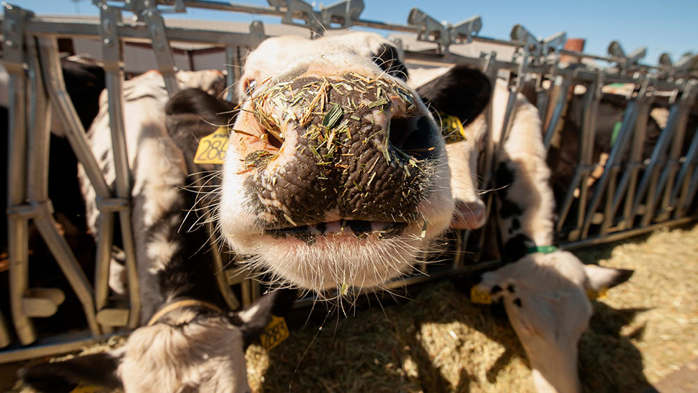 cows grazing at uc davis