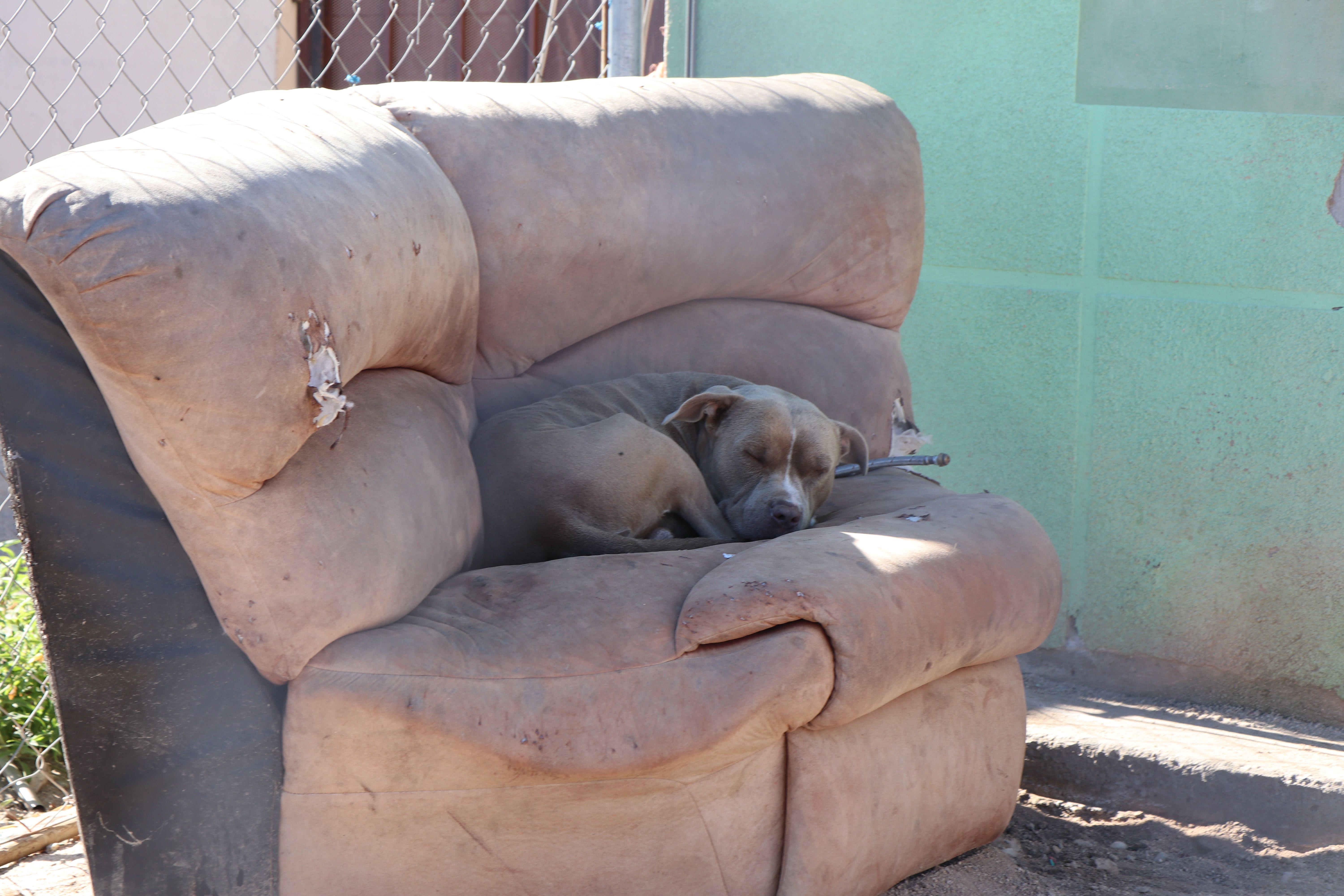 Dog rests on cushioned chair outdoors