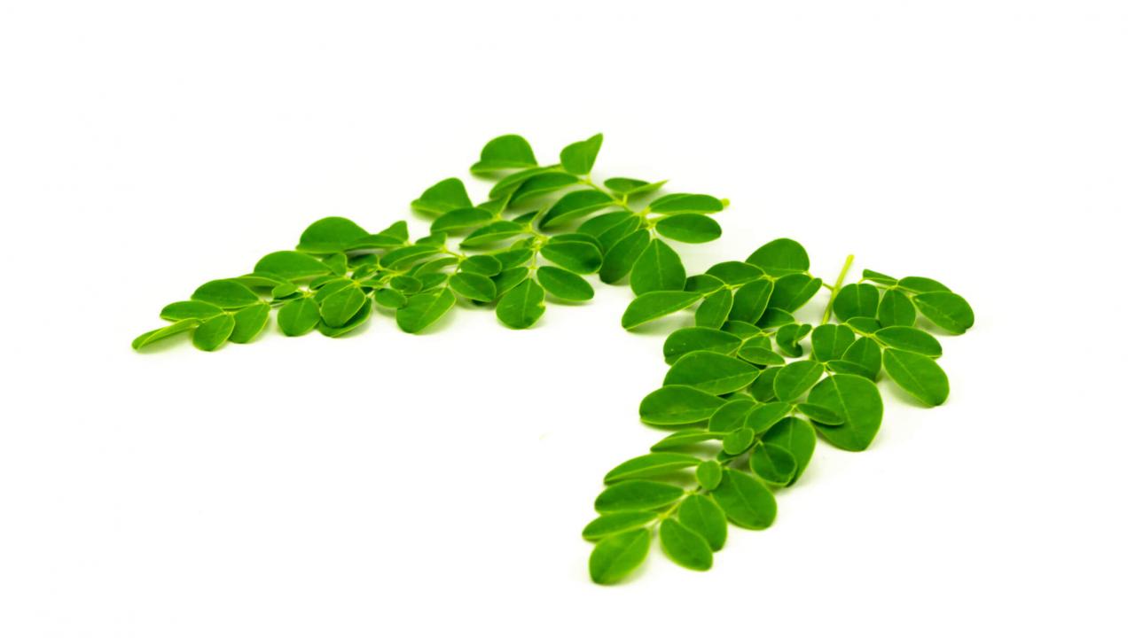 moringa leaves