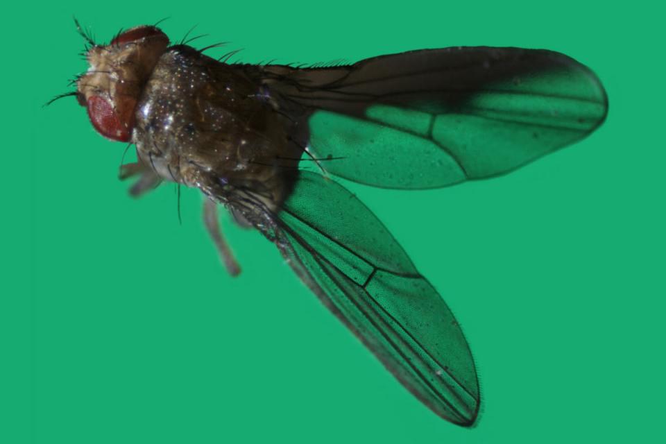 fruit-fly