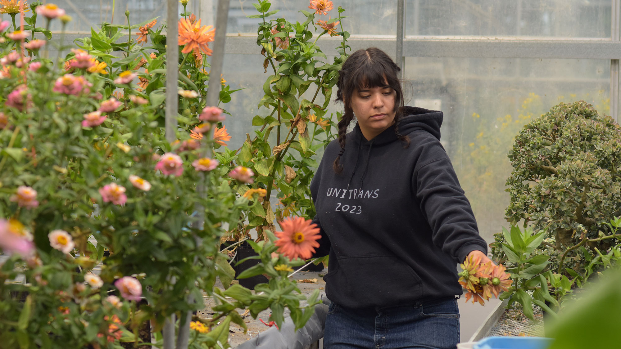 Woman in black hoodie tending zinnias in a greenhouse