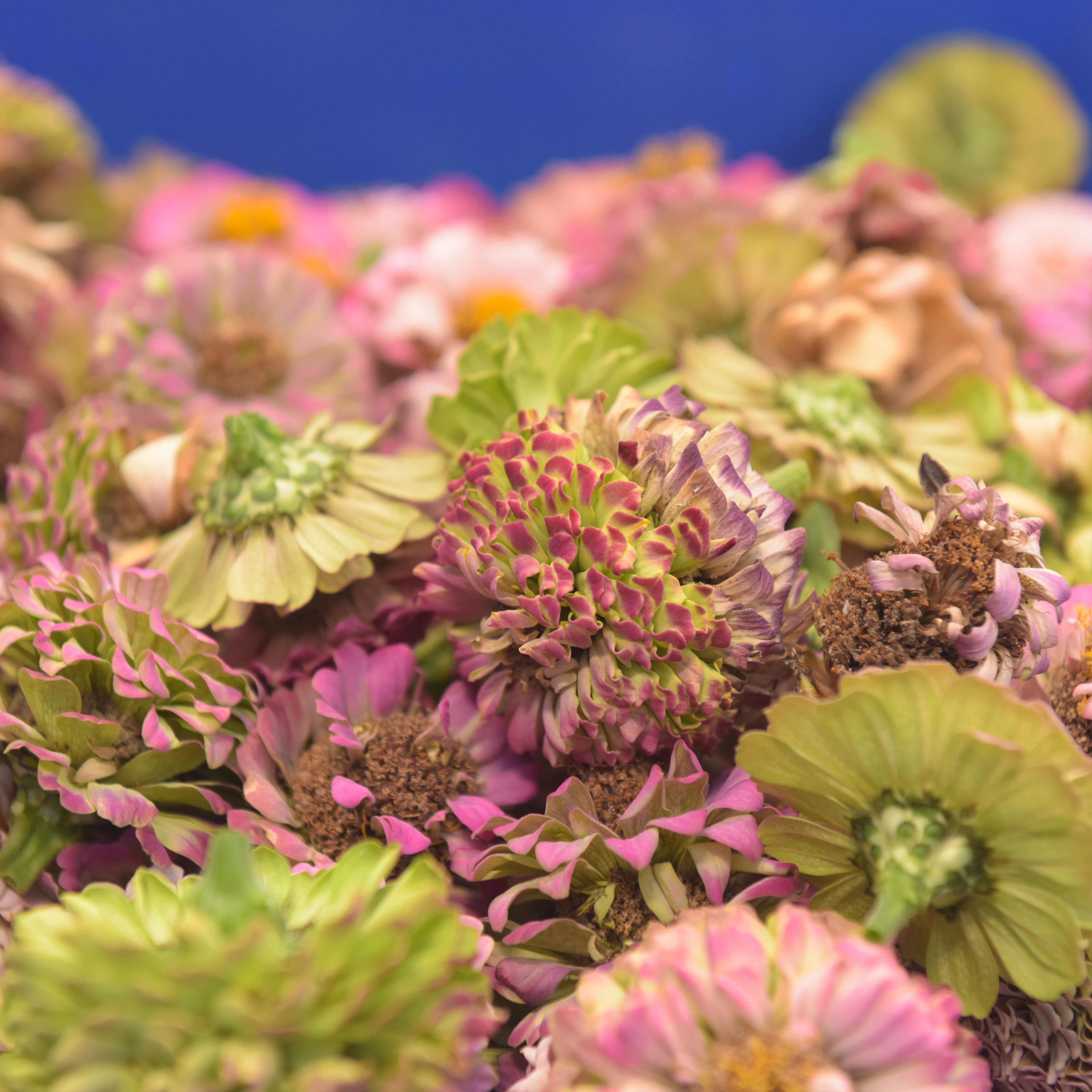Close-up of layered pink and lime-green blooms against a soft blue background