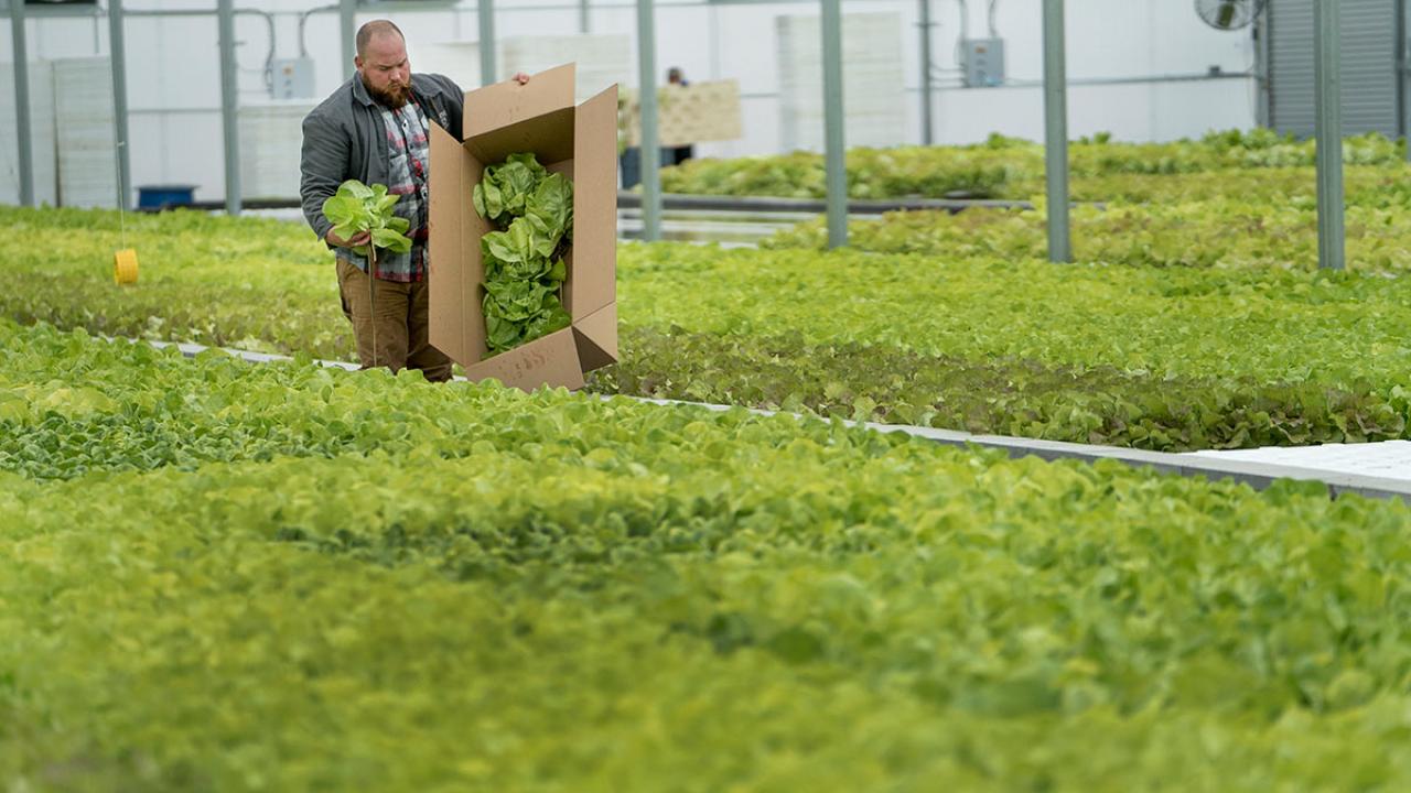 farmer harvesting aquaculture butter lettuce