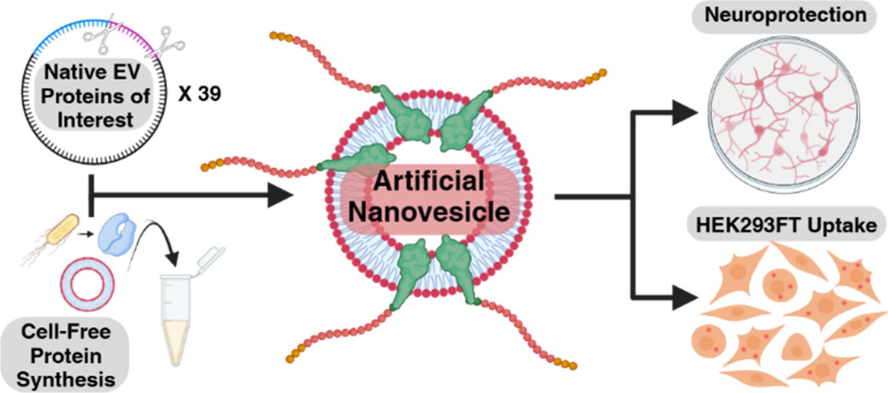 Diagram illustrating artificial nanovesicles and their effects on neuroprotection and cell uptake.