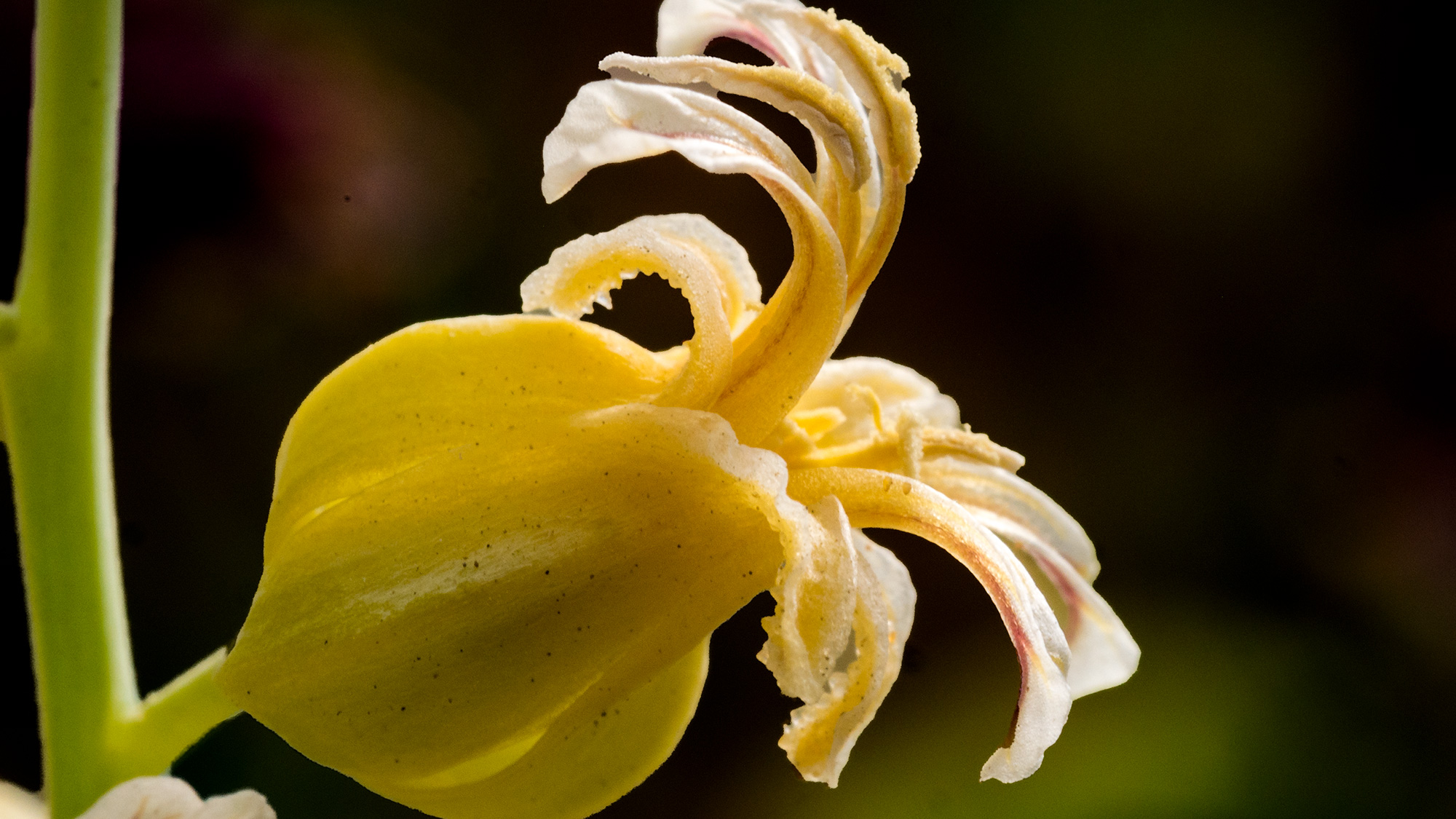 Close-up photograph of yellow wildflower with twisted petals, dark background
