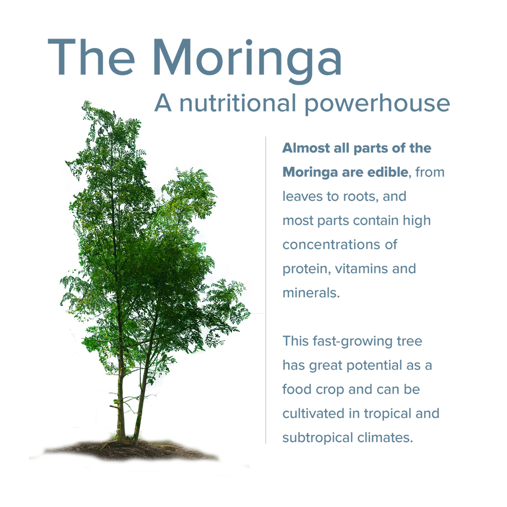 moringa benefits