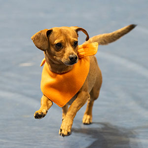 A small dachshund runs toward the camera wearing an orange bandana