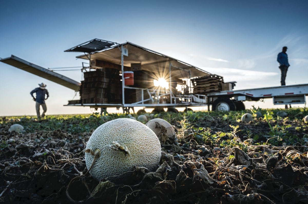 melon harvest