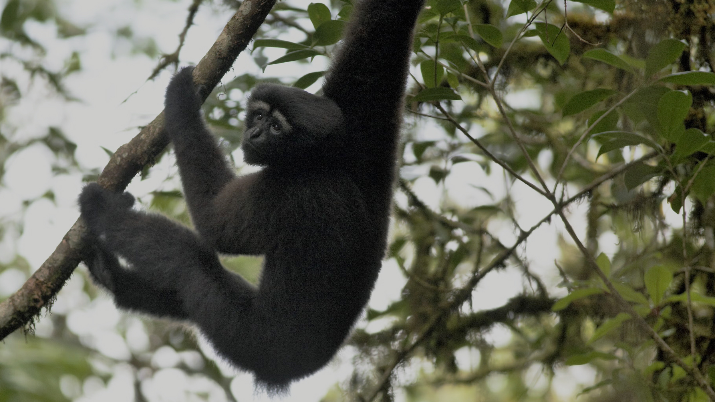 Scientists identified a new population of endangered Skywalker gibbons (Hoolock tianxing), like this adult female, in Myanmar. They were formerly known only to be in China. (Peng-Fei Fan)