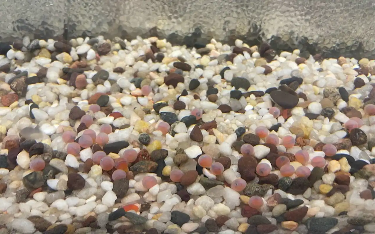 Closeup of the bottom of a fish tank filled with gravel and a number of large, round, pink eggs.