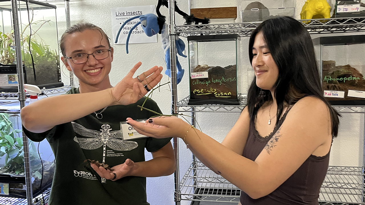 Oliver Smith transfers a skinny green stick bug to the hands of Kaili Geritz.