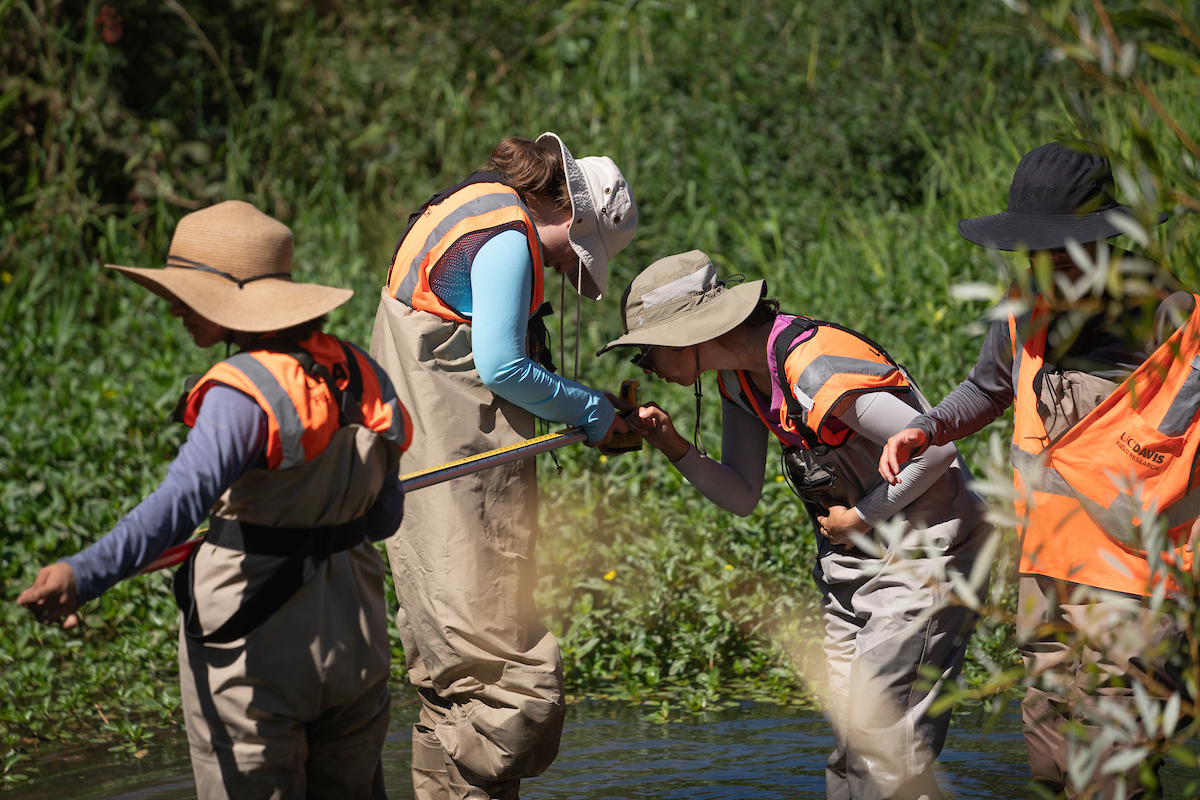 Four UC Davis researchers in hats and orange vests collect data in stream. Two center researchers are bent over looking at measurement.