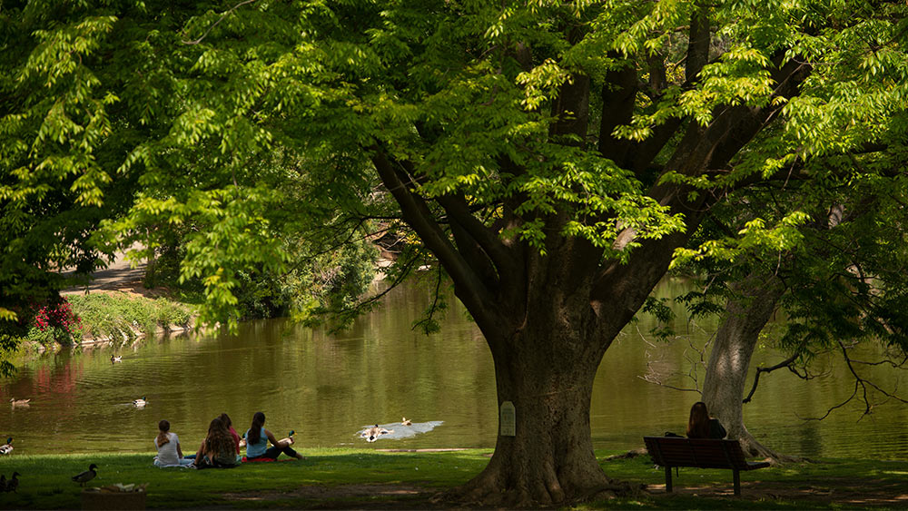 students study at uc davis arboretum