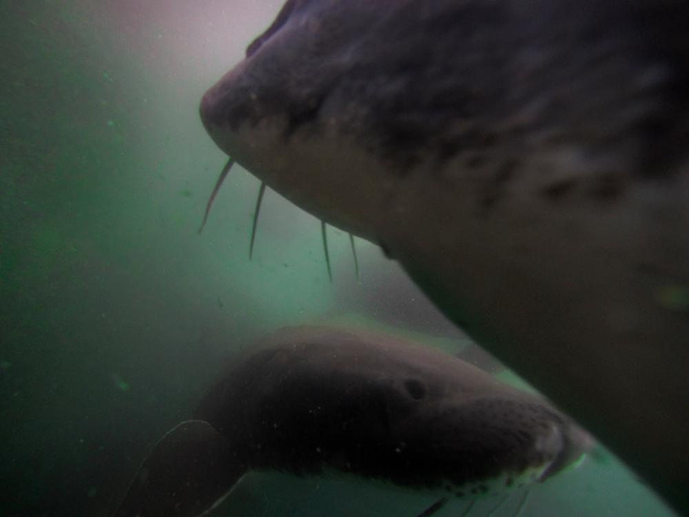 sturgeon swimming in tanks, underwater view