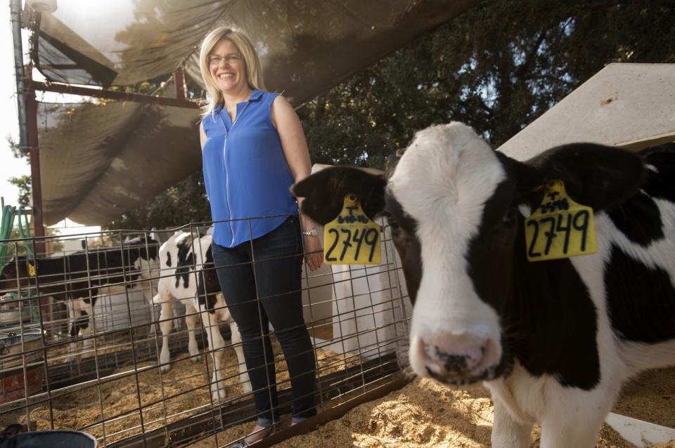 Cows at UC Davis. 