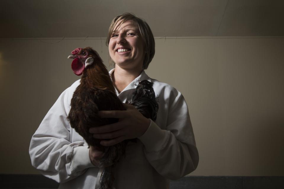 Chicken and person in a lab coat at UC Davis. 