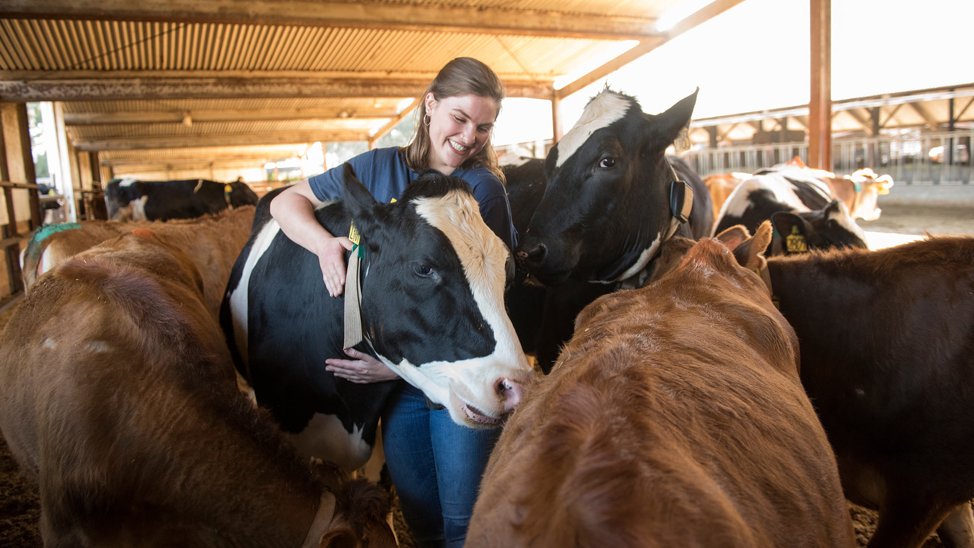 student plays with cows