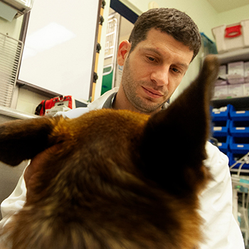 veterinary professor serves at veterinary teaching hospital