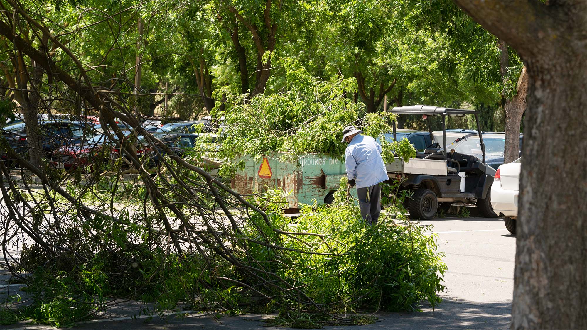 Man in white shirt by golf carts, beside large fallen tree branches on shaded street