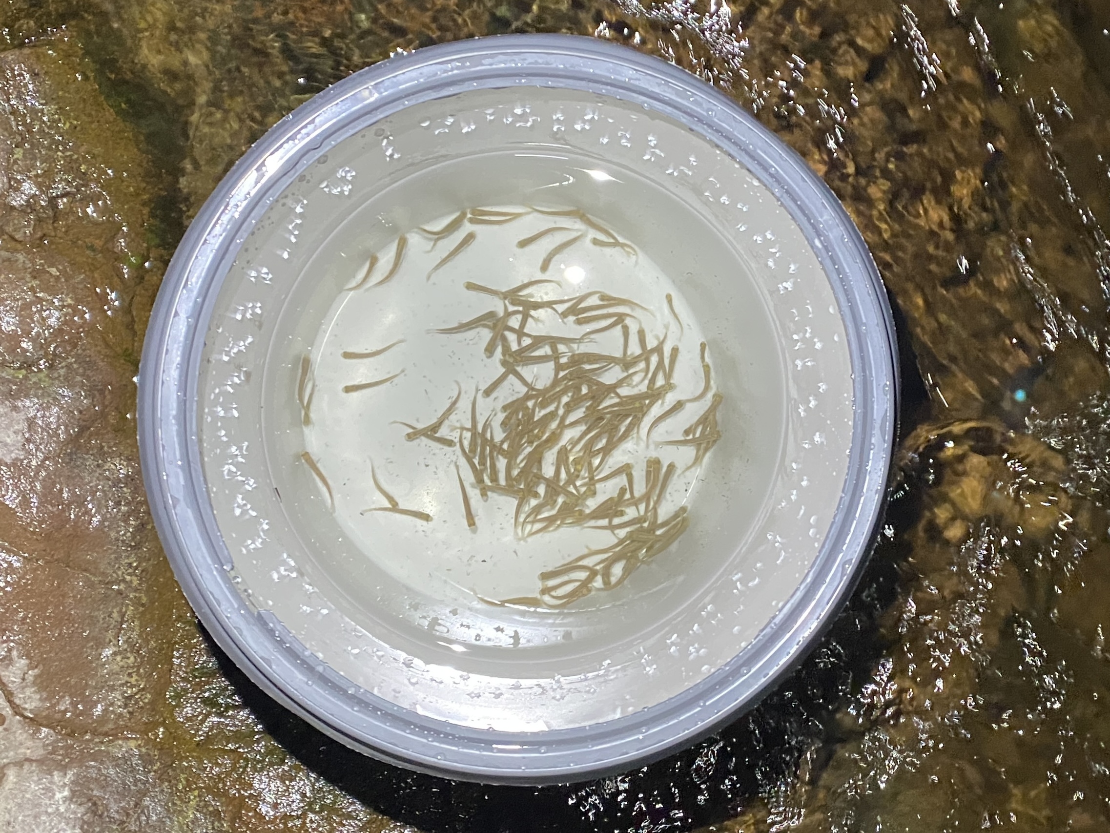 Top-down view of white bucket on wet rock holding dozens of tiny translucent salmon fry