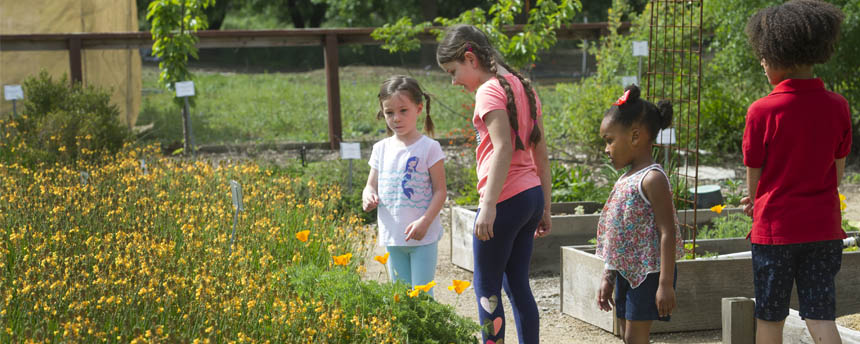 Children enjoy looking at the gardens and wildflowers on the UC Davis campus