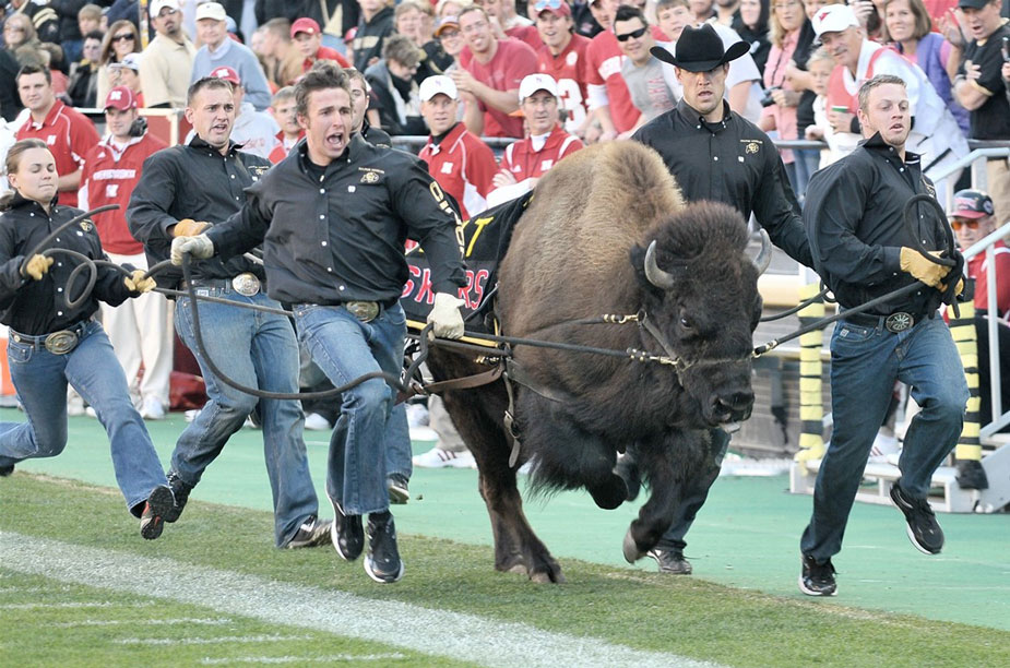 Ralphie the Buffalo