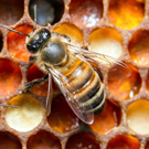 Bee on honeycomb