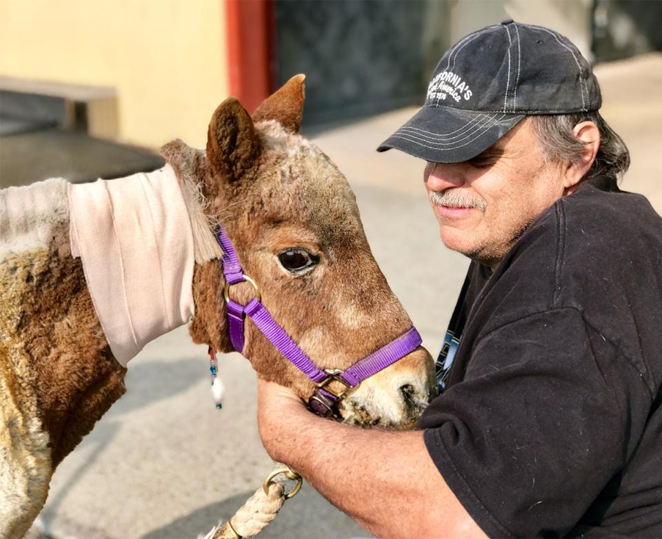 Man with bandaged miniature horse.