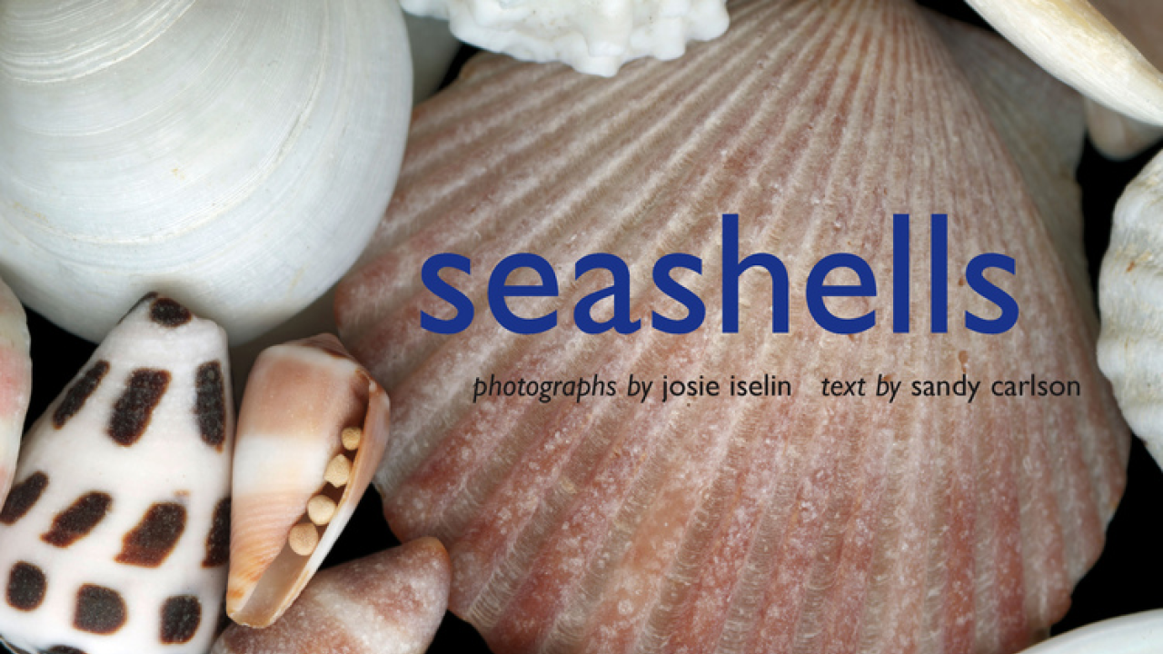Book cover: "Seashells," showing seashells