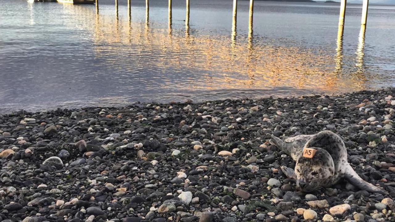 Stranded harbor seal on the rocks near the bay