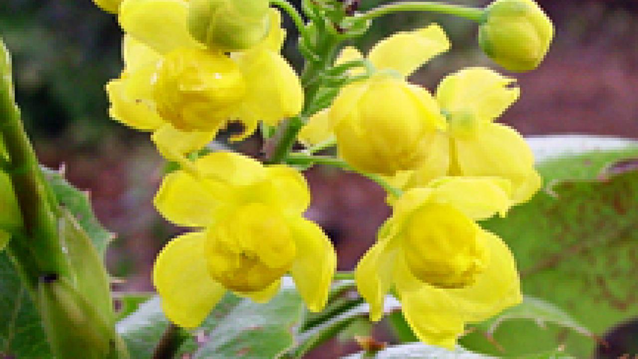 All-Star: The Oregon grape features bright yellow flowers in early spring.