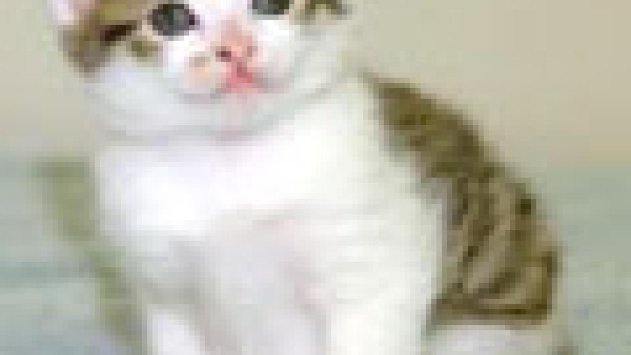 photo of CC, the cloned kitten