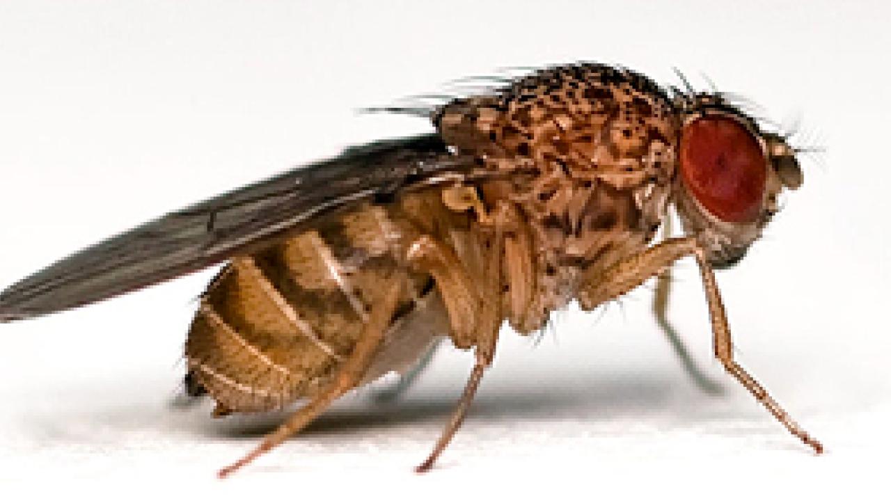 Drosophila side view
