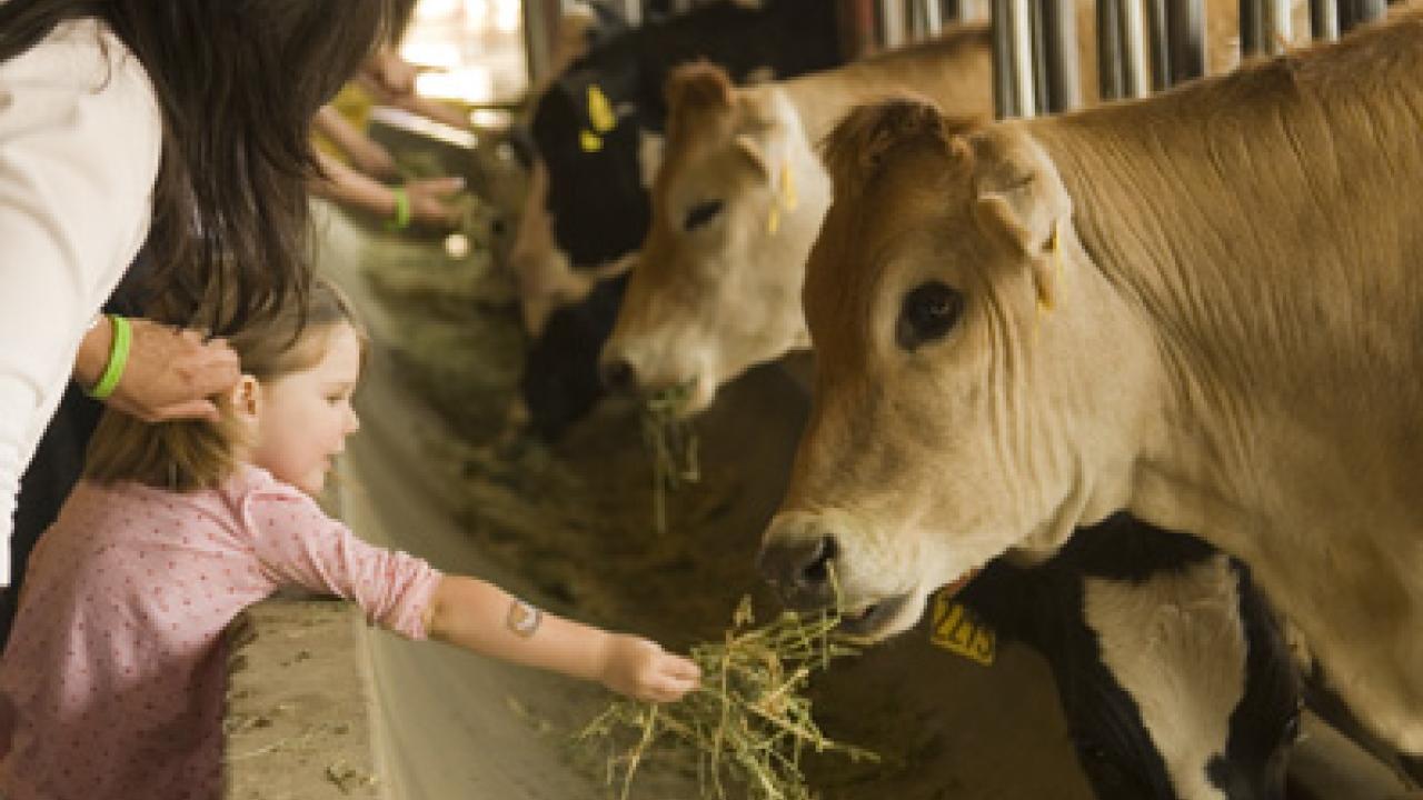 Three-and-a-half-year-old Mehrin Golden offers up a handful of feed while touring the UC Davis Dairy Barn on April 23. 